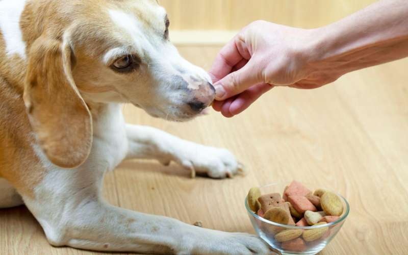 Can Dogs Eat Fortune Cookies The Curious Case of Cookies Pet