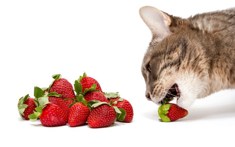 Can Cats Eat Raspberries? Safety, Benefits, and Feeding Tips – Pet ...