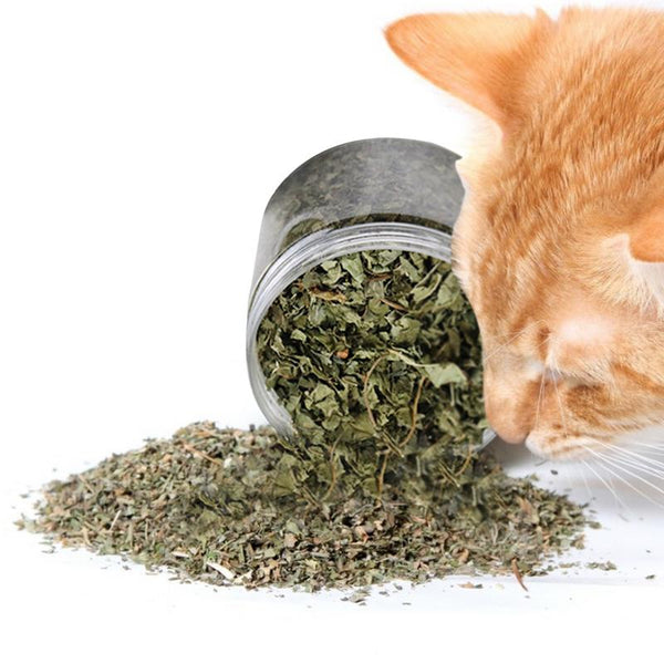 Get Natural Mint Catnip for Pets - Pet Super Market